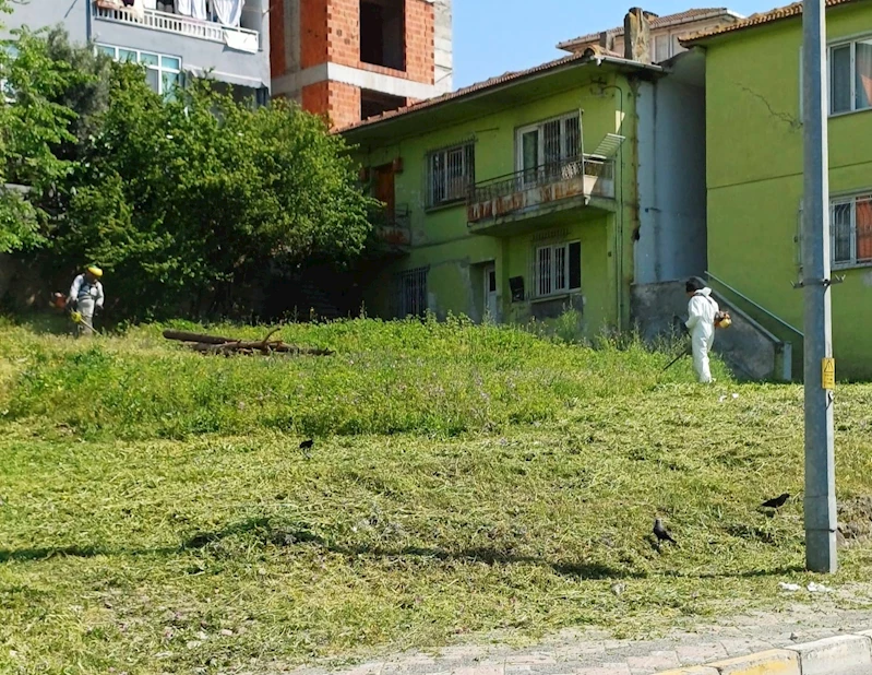 Körfez’de yabani otlarla mücadele sürüyor
