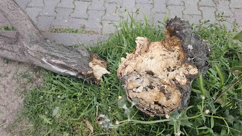 Bandırma’da fırtına hayatı olumsuz etkiledi
