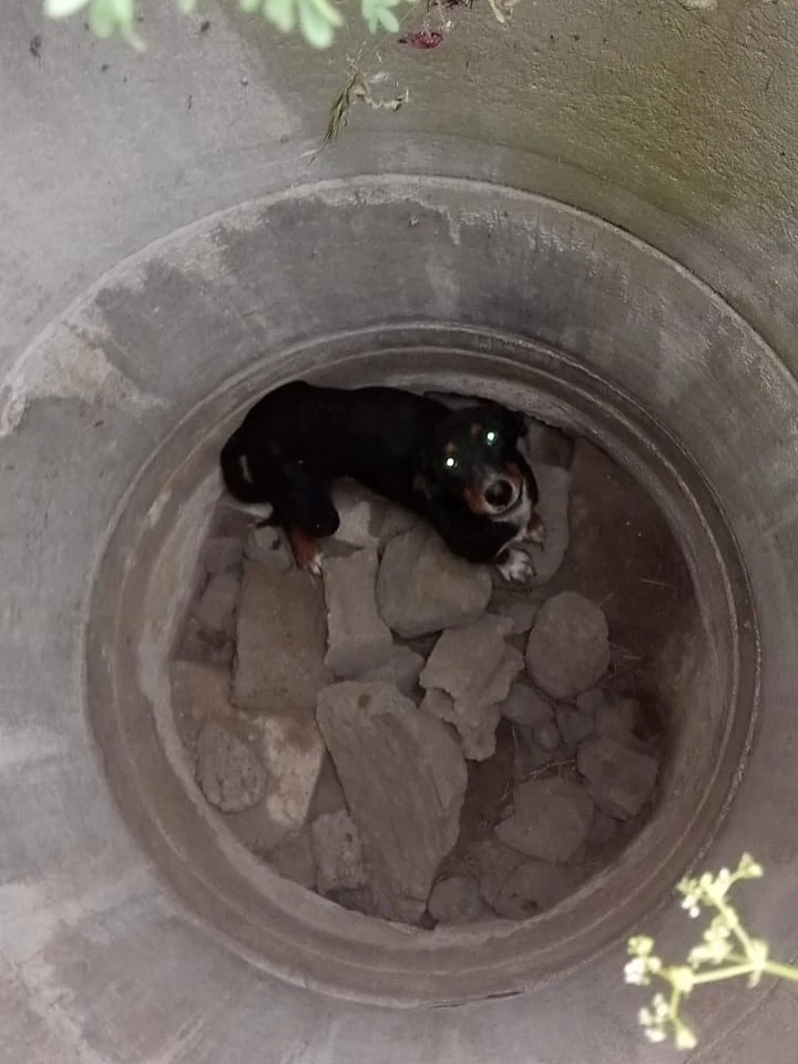 Erzin’de kuyuya düşen köpeği itfaiye kurtardı
