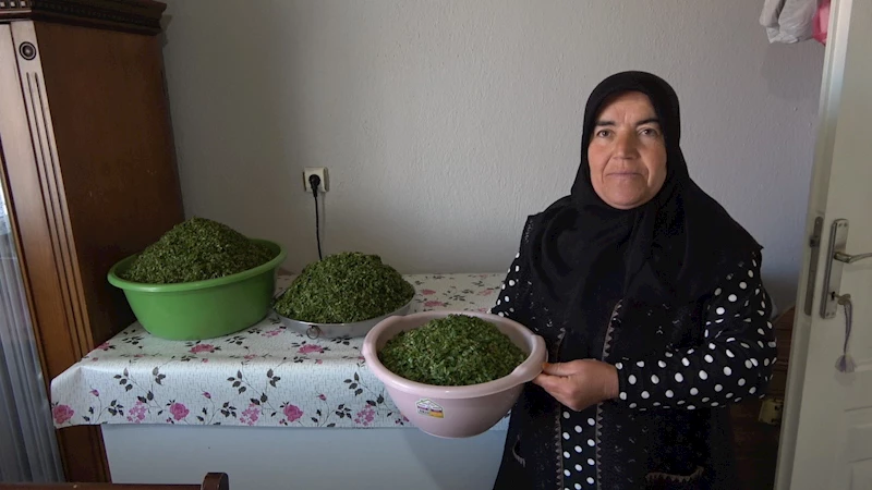 İç Anadolu’nun lezzeti madımak sofralarda yerini aldı
