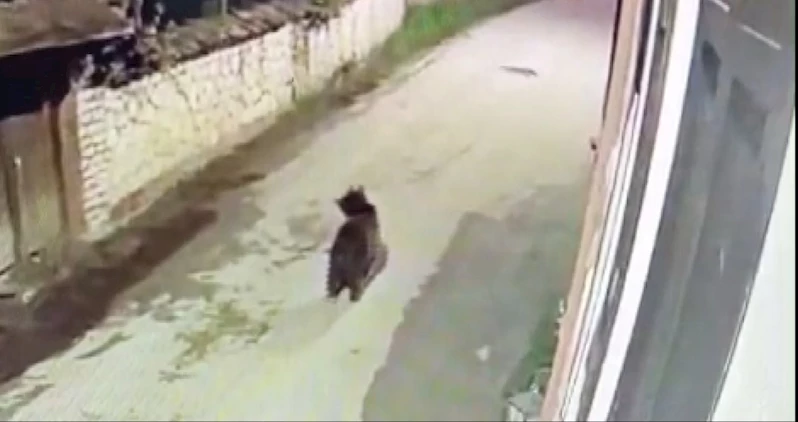 Ormanda yiyecek bulamayan ayının mahalleye indiği anlar kamerada
