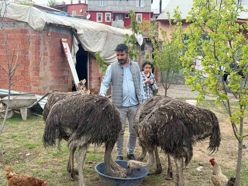 Deve kuşları Tuzluca’nın yeni maskotları oldu
