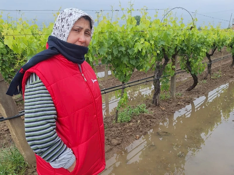 Bahar yağmurları üreticiyi sevindirdi
