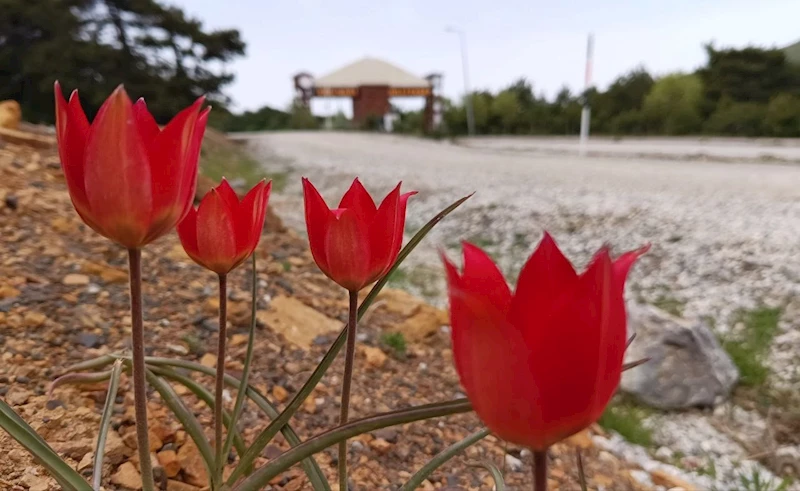 Lalenin anayurdu Orta Asya, kalbi Manisa’da
