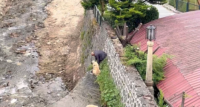 Derede mahsur kalan Kangal köpeklerini sahibi suya atlayıp kurtardı
