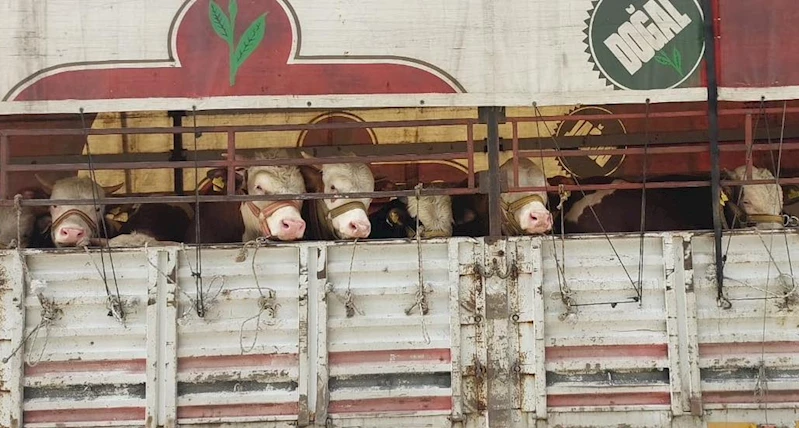 Salihli’de kurbanlık nakli yapan araçlara sıkı denetim
