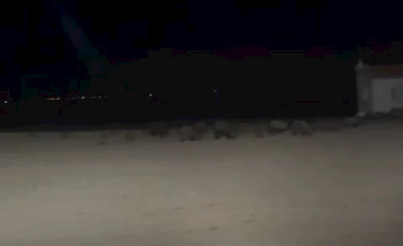 Konya’da tarım alanlarında domuz nöbeti
