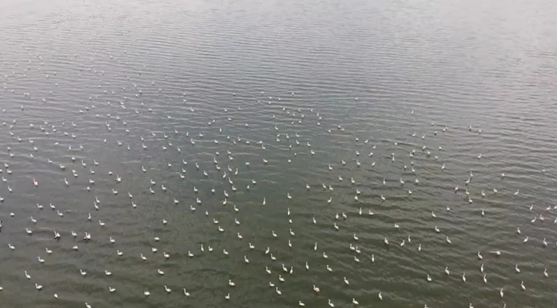 Erçek Gölü’nün narin misafirleri flamingolar gelmeye başladı
