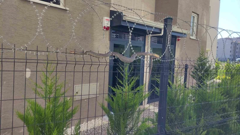 Tellere dolanan 1,5 metre boyundaki yılan korkuttu
