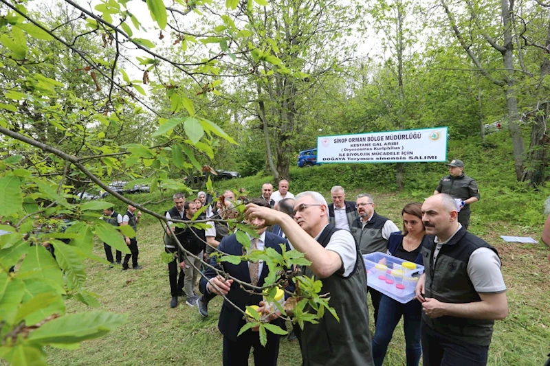 Kestane gal arısına karşı doğa dostu çözüm: Avcı böcek
