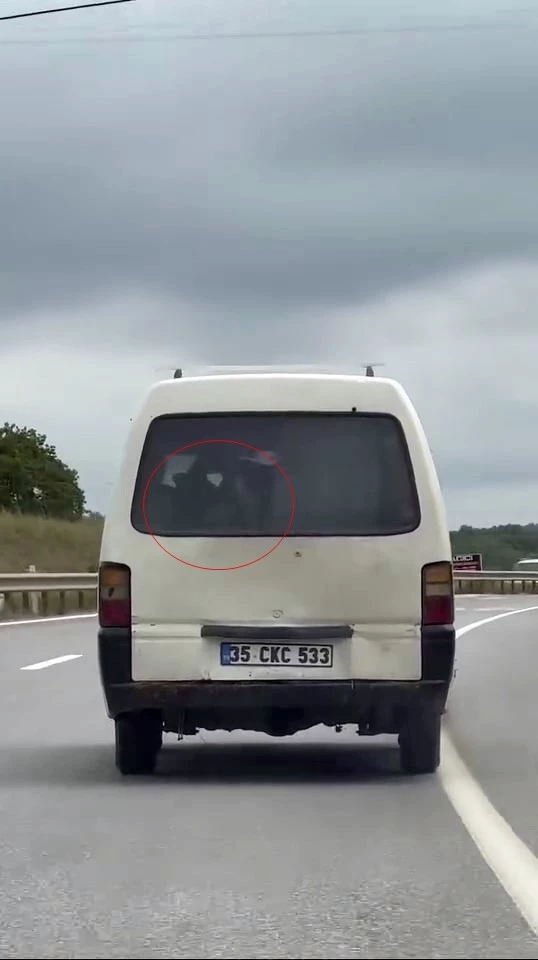 Panelvanın arkasında buzağı taşıdı
