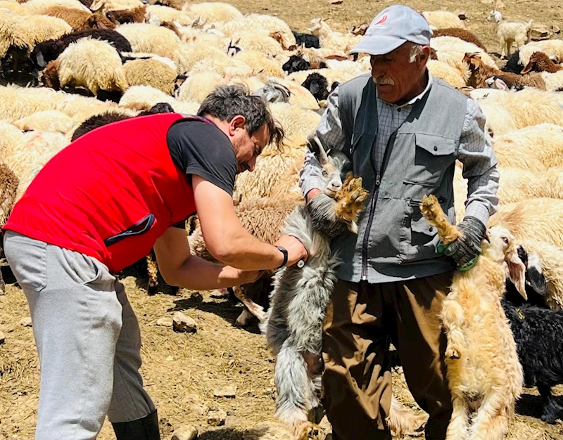 Yüksekova’da şap hastalığına karşı aşılama seferberliği
