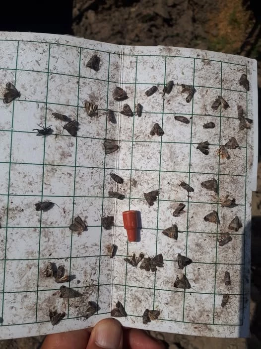 Manisa’da meyve üreticilerine ‘iç kurdu’ uyarısı
