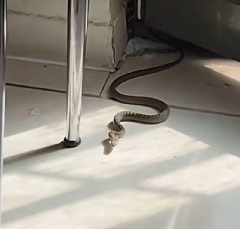 Diyarbakır’da mutfağa giren yılanı gören kedi zıpladı
