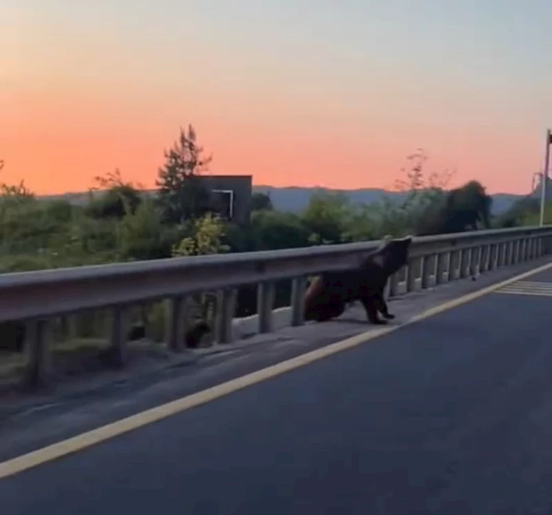 Bolu’da yol kenarında boz ayı ve yavruları görüntülendi
