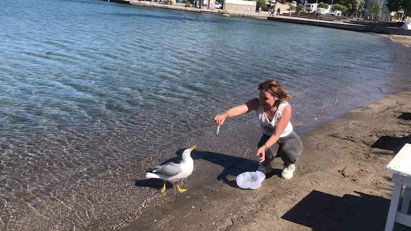 Sevimli martı Kumluk Plajı’nın maskotu oldu
