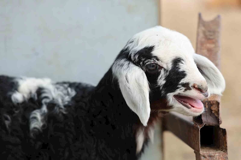 Meraya dökülen zehir 77 koyunu telef etti, onlarca kuzu annesiz kaldı
