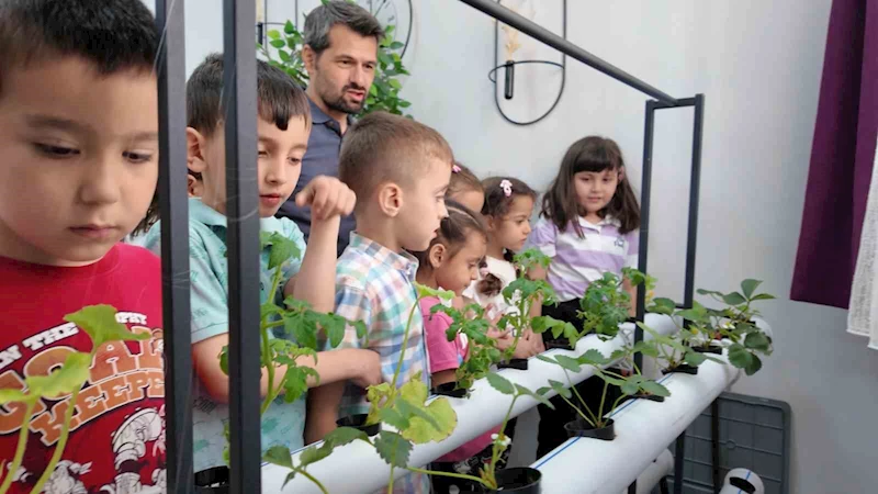 Manisalı minik çiftçiler topraksız tarımla üretim yapıyor
