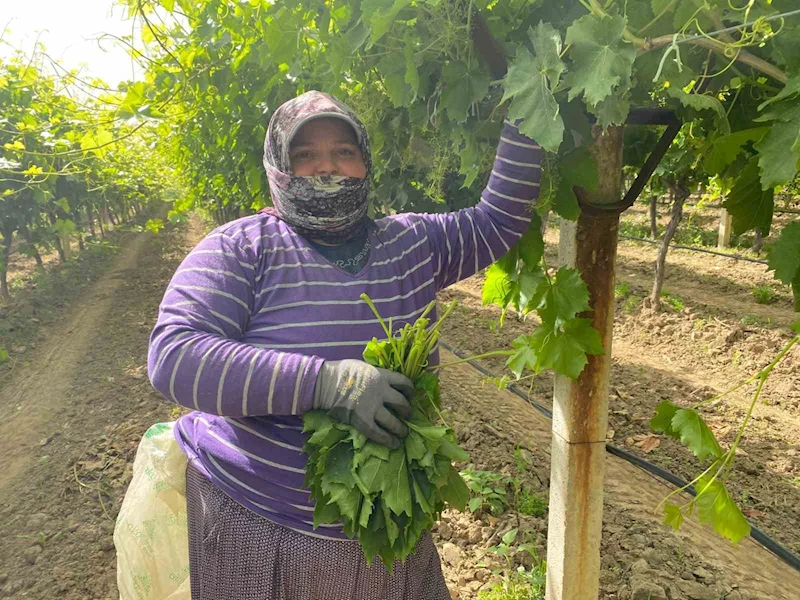 Manisa’da bağ yaprağı hediyelik oldu
