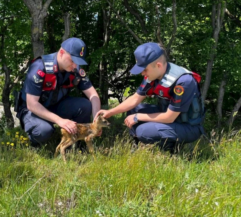 Kırklareli’nde yavru karaca koruma altına alındı
