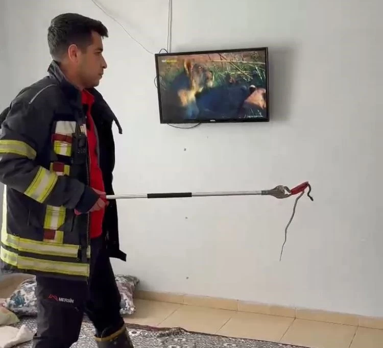 Mersin’de 2 gün önce eve giren yılanı itfaiye erleri bulup çıkarttı
