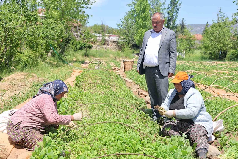 Avanslarını almaya başlayan tütün üreticileri fidelerini toprakla buluşturdu
