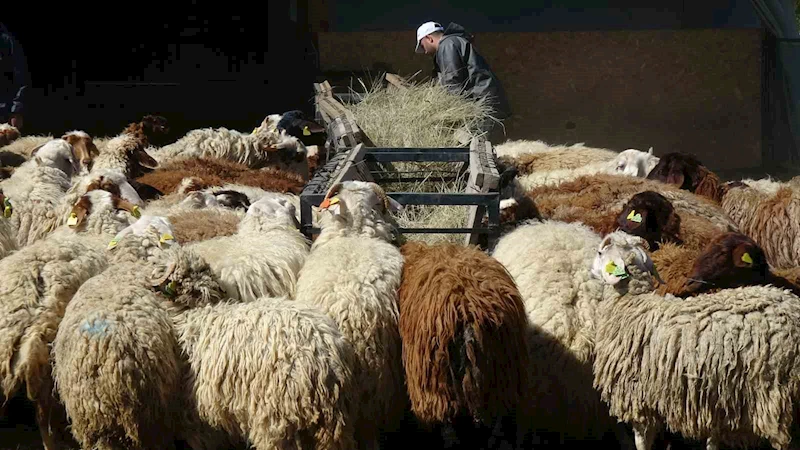 Bunlar da üniversiteli kurbanlıklar
