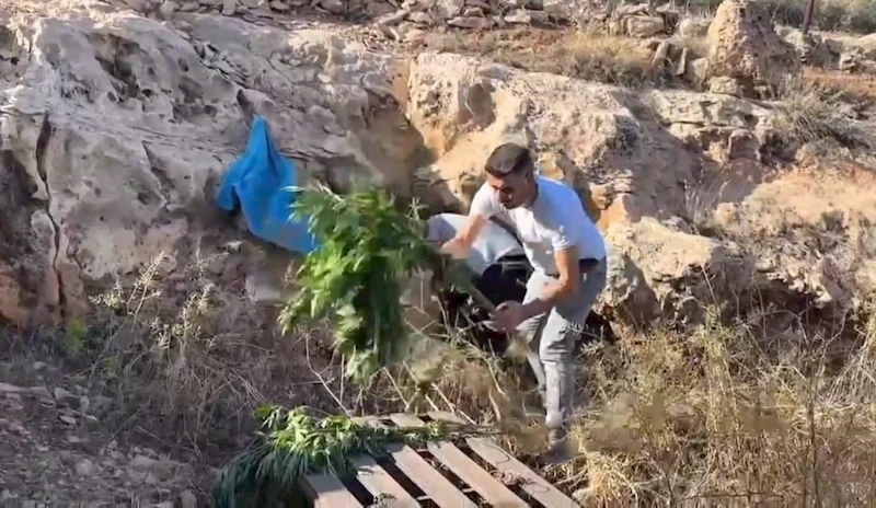 Mağaradan kenevir bitkisi çıktı
