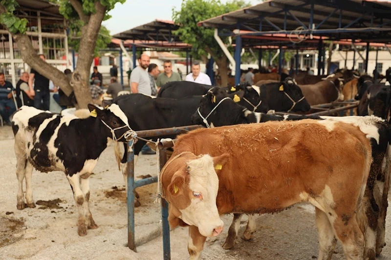 Didim’de kurban kesim yerleri belli oldu
