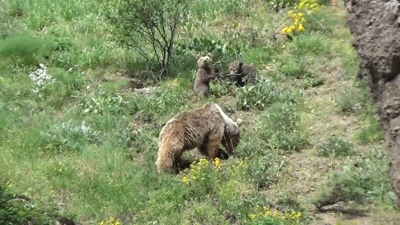 Tunceli’de anne ayı ve 3 yavrusu yiyecek ararken görüntülendi
