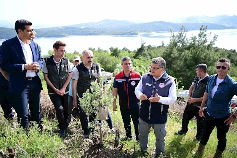 Sinop’ta 80 bin yabani zeytin ağacı aşılanacak
