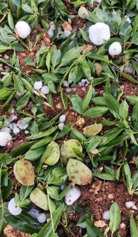 Adıyaman’da ceviz büyüklüğündeki dolu yağışı badem bahçelerine zarar verdi
