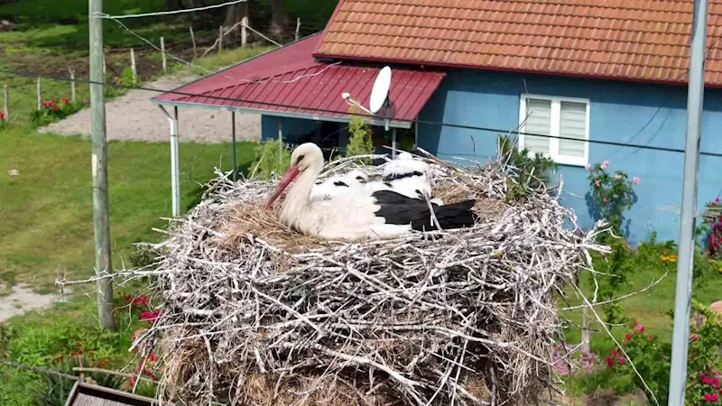 Kızılırmak Deltası’nda görsel şölen: Leylekler, mandalar, atlar, develer ve su papatyaları
