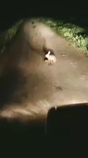 Korkmadı, kaçmadı... 