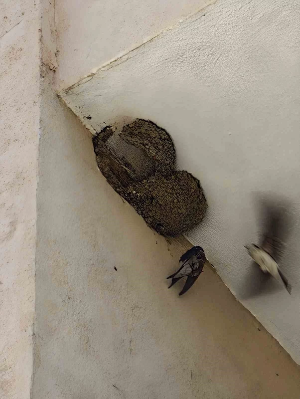 Ayağı takılarak askıda kalan kırlangıcın imdadına itfaiye yetişti
