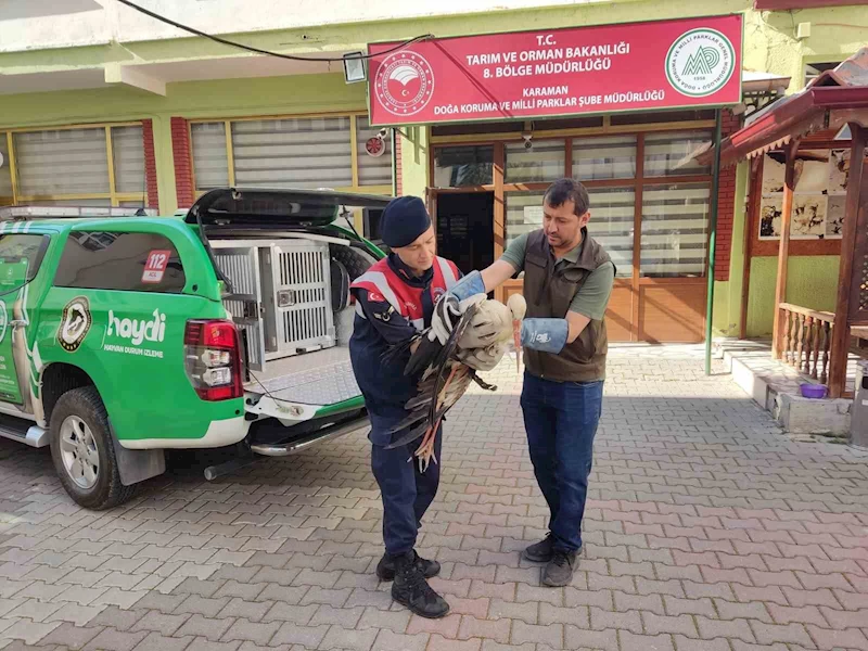Karaman’da yaralı leylek koruma altına alındı
