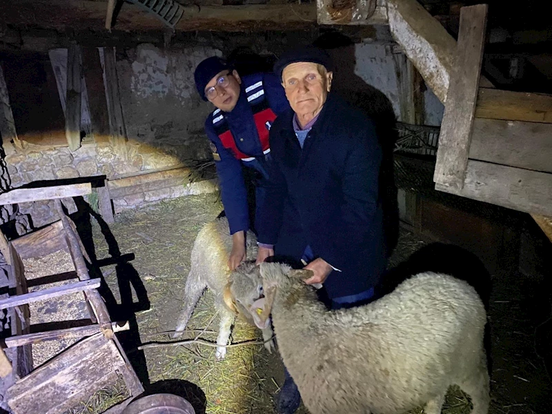 Kayıp hayvanları jandarma buldu
