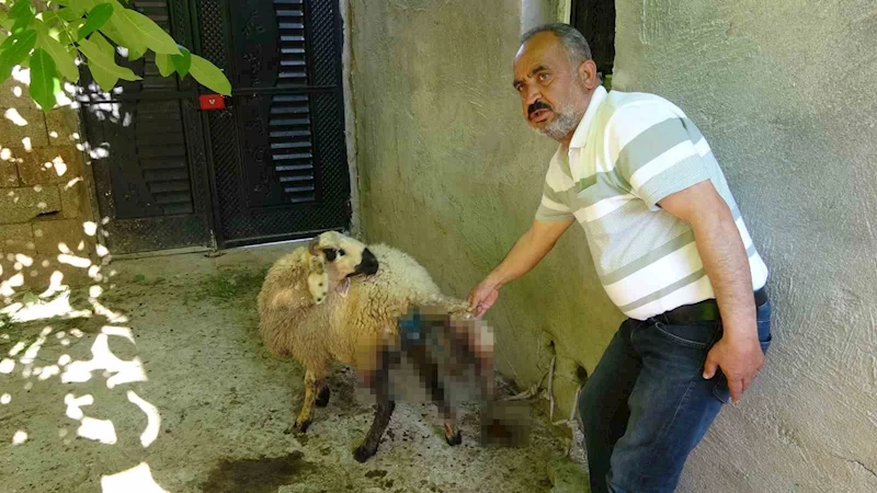 Sokak köpekleri köylülerin hayvanlarına saldırdı
