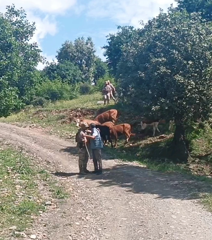 Batman’da kayıp 15 büyükbaş hayvan, jandarma tarafından bulundu
