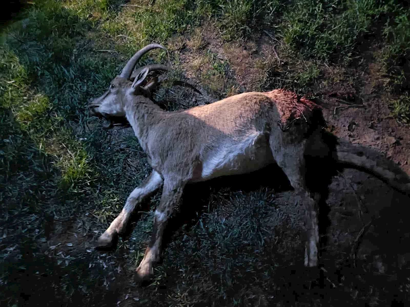 Konya’da koruma altındaki yaban keçisini avlayan 2 kişiye 687 bin 974 lira ceza kesildi
