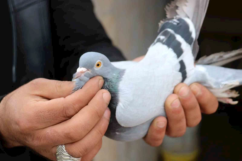 Her gün kümeslerinin başına gelerek kuşlarıyla yakından ilgileniyorlar
