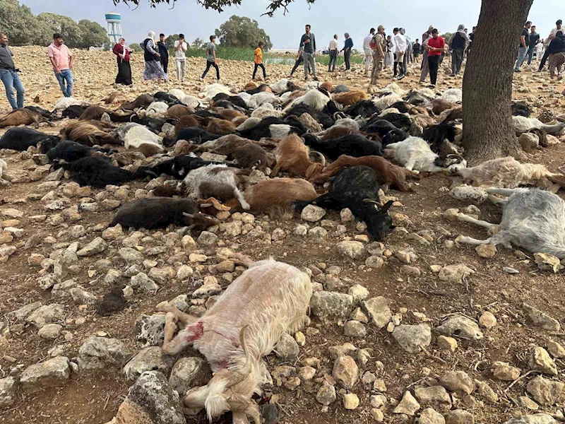 Şırnak’ta yıldırım isabet eden 95 küçükbaş hayvan telef oldu
