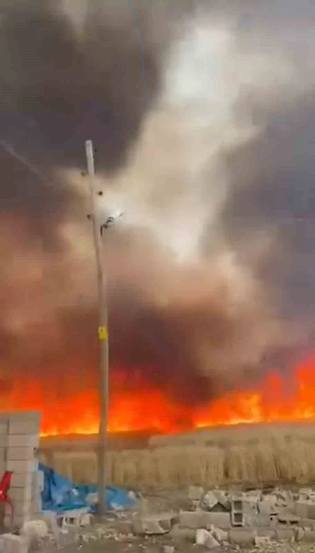 Mardin’de 350 dönüm buğday tarlası küle döndü

