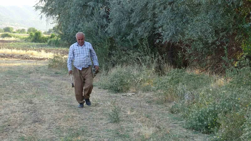 Batman’da boş havuza düşen tilki kurtarıldı
