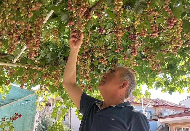 Ev önündeki asmadan mahalleye üzüm ikramı
