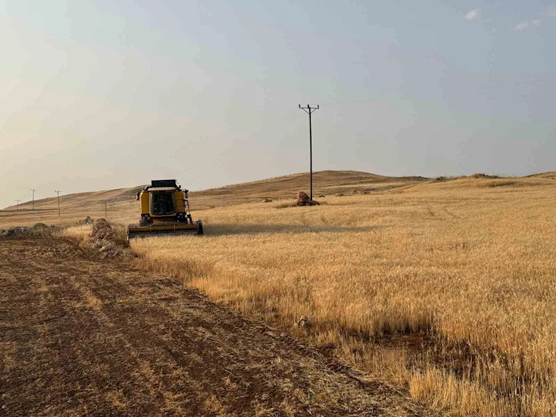 Siirt’te buğday hasadı: Çiftçiler umduklarını bulamadı
