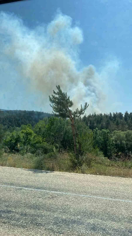Bursa’da ormanlık alanda yangın: Ekipler müdahale ediyor
