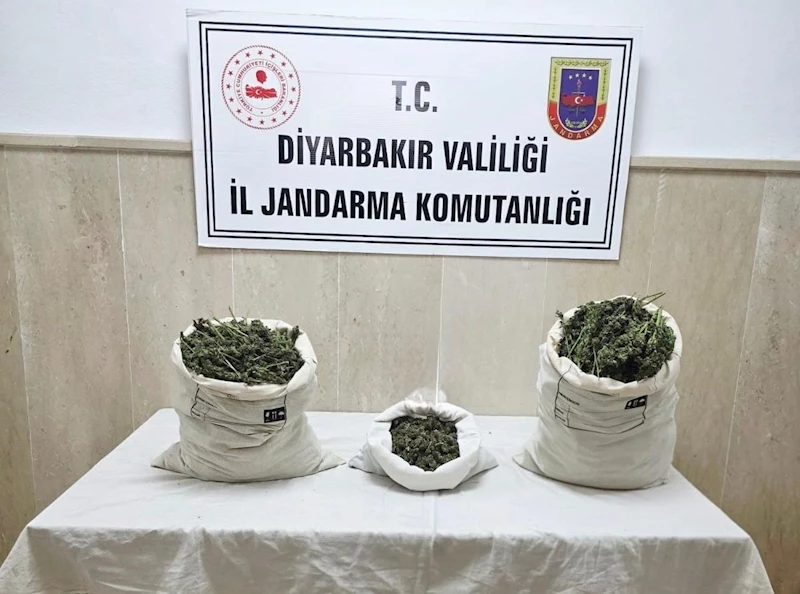 Diyarbakır’da 22 bin kök kenevir bitkisi ile 12 kilo esrar ele geçirildi
