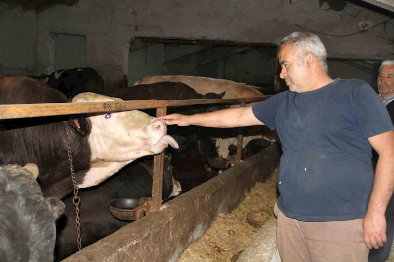 Başkentliler kurbanlık alımında fiyatların daha düşük olduğu Çankırı’yı tercih ediyor
