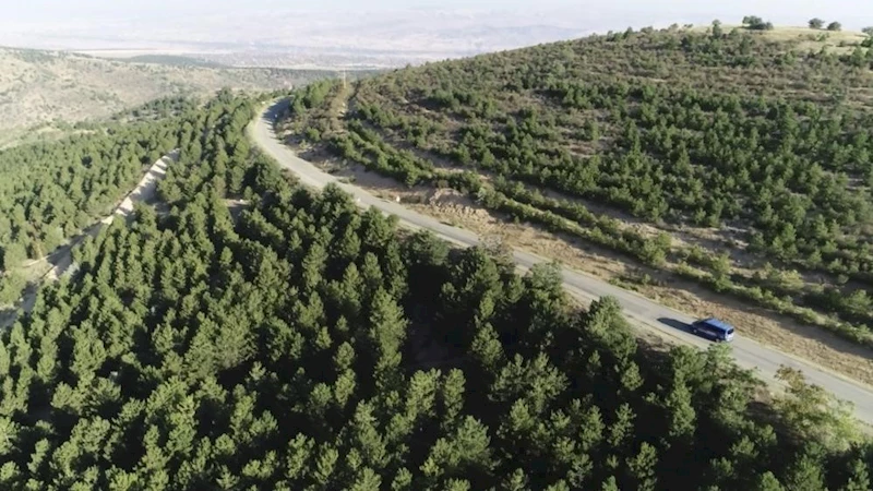 Valilikten yangın tedbiri: 5 ay boyunca ormanlara giriş yasak
